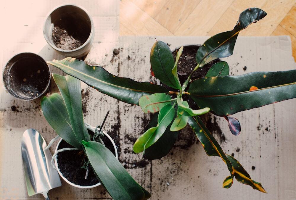 common issues with houseplants