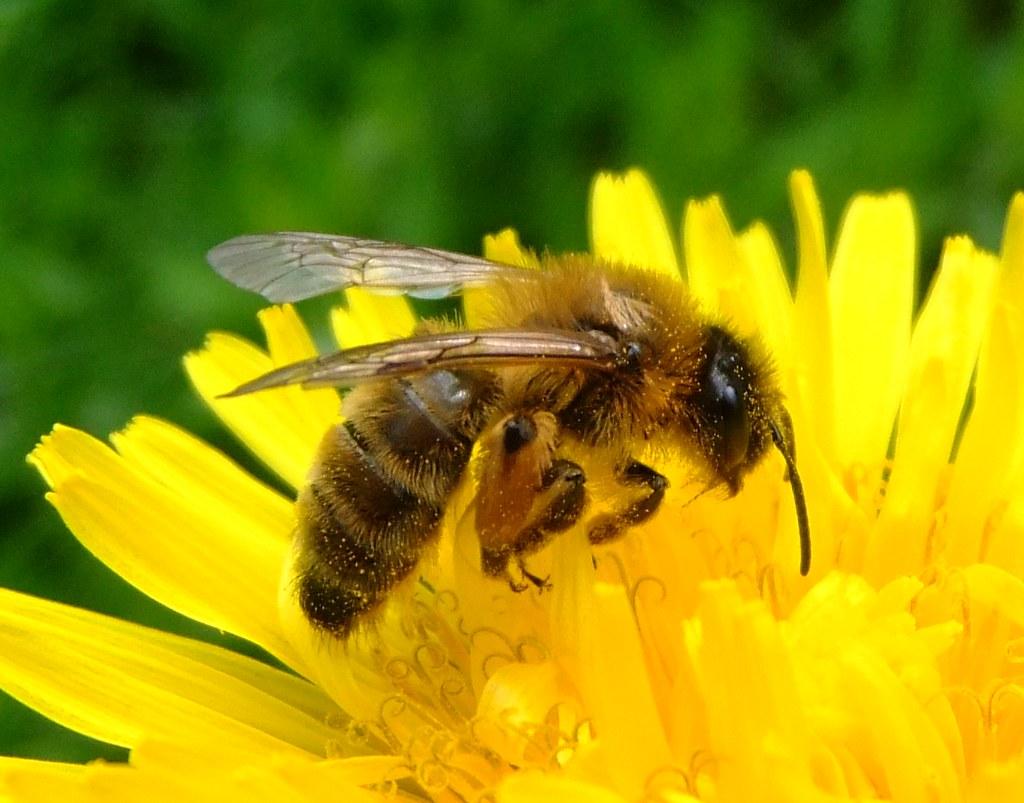 Bees: Pollinators and Protectors of Biodiversity